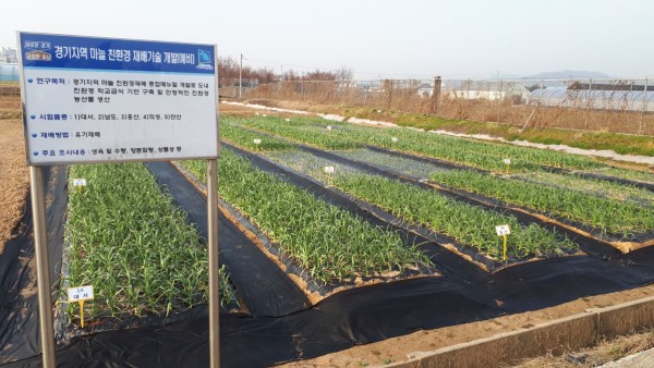 친환경+마늘+연구포장1.jpg